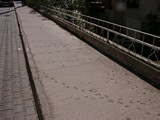 Sarimsakli - Katzentabsen auf dem Bürgersteig