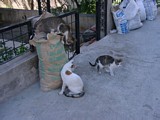 Katzen in Sarimsakli