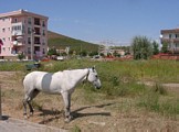Pferd inmitten von Sarimsakli