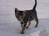 Ayvalik - kleine Katze